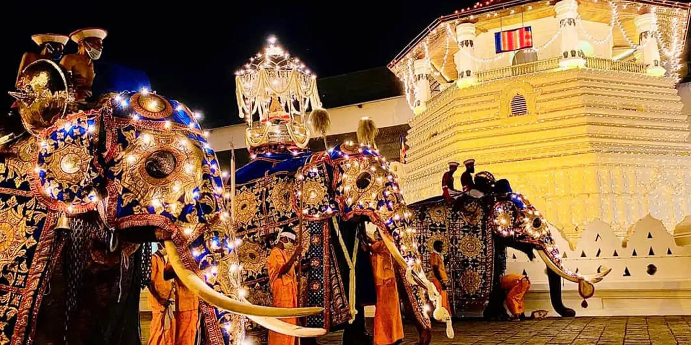 Tuskers and Elephants in Kandy Esala Perahera