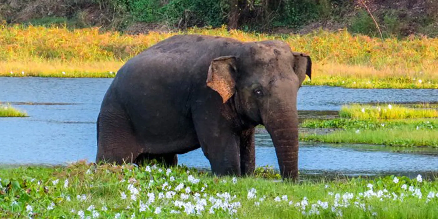 Wasgamuwa National Park Safari