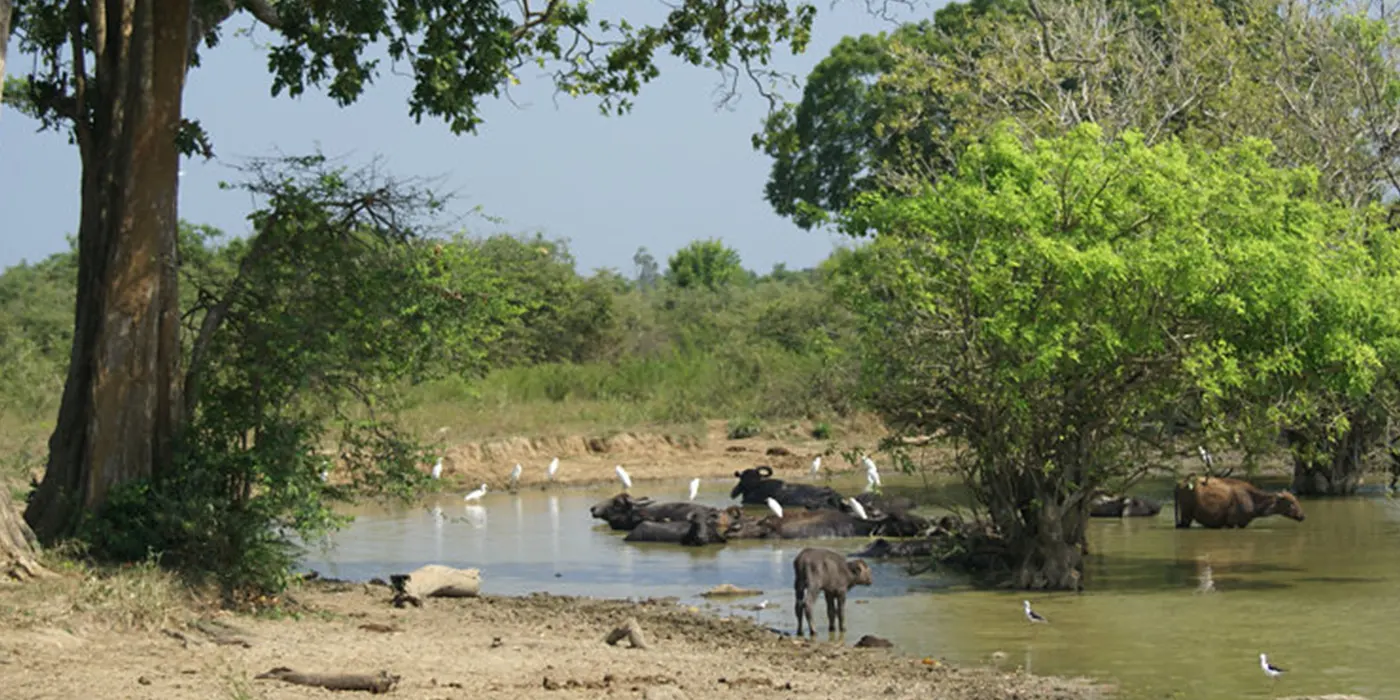 Water Buffalo in a water hole in Uda Walawe National Park in Sri Lankan