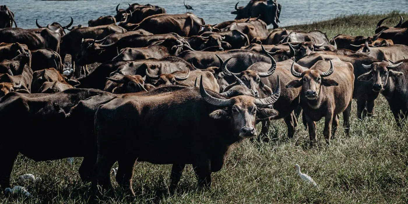 Water Buffalos in Minneriya National Park