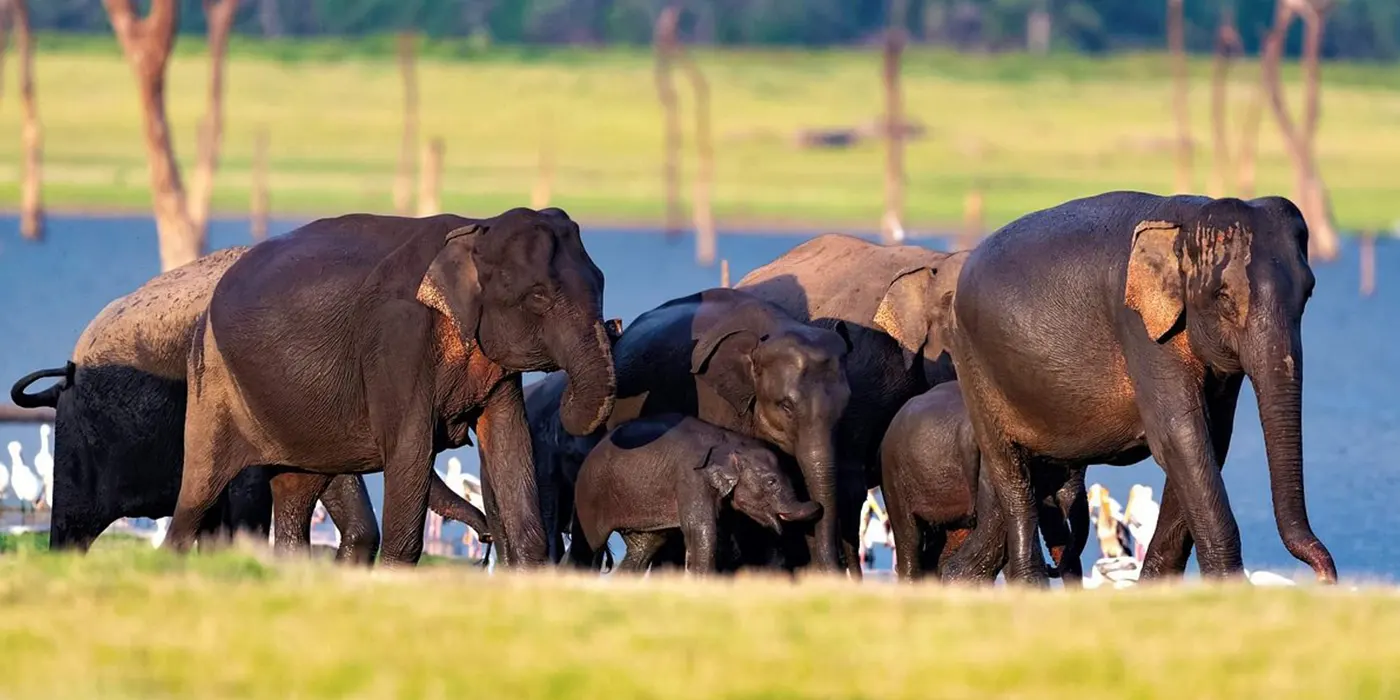 kaudulla national park