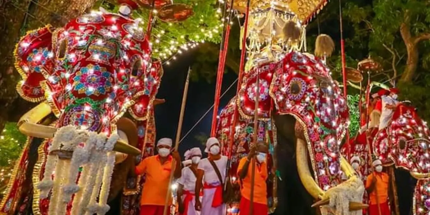 Tusker in Kandy Esala Perahera