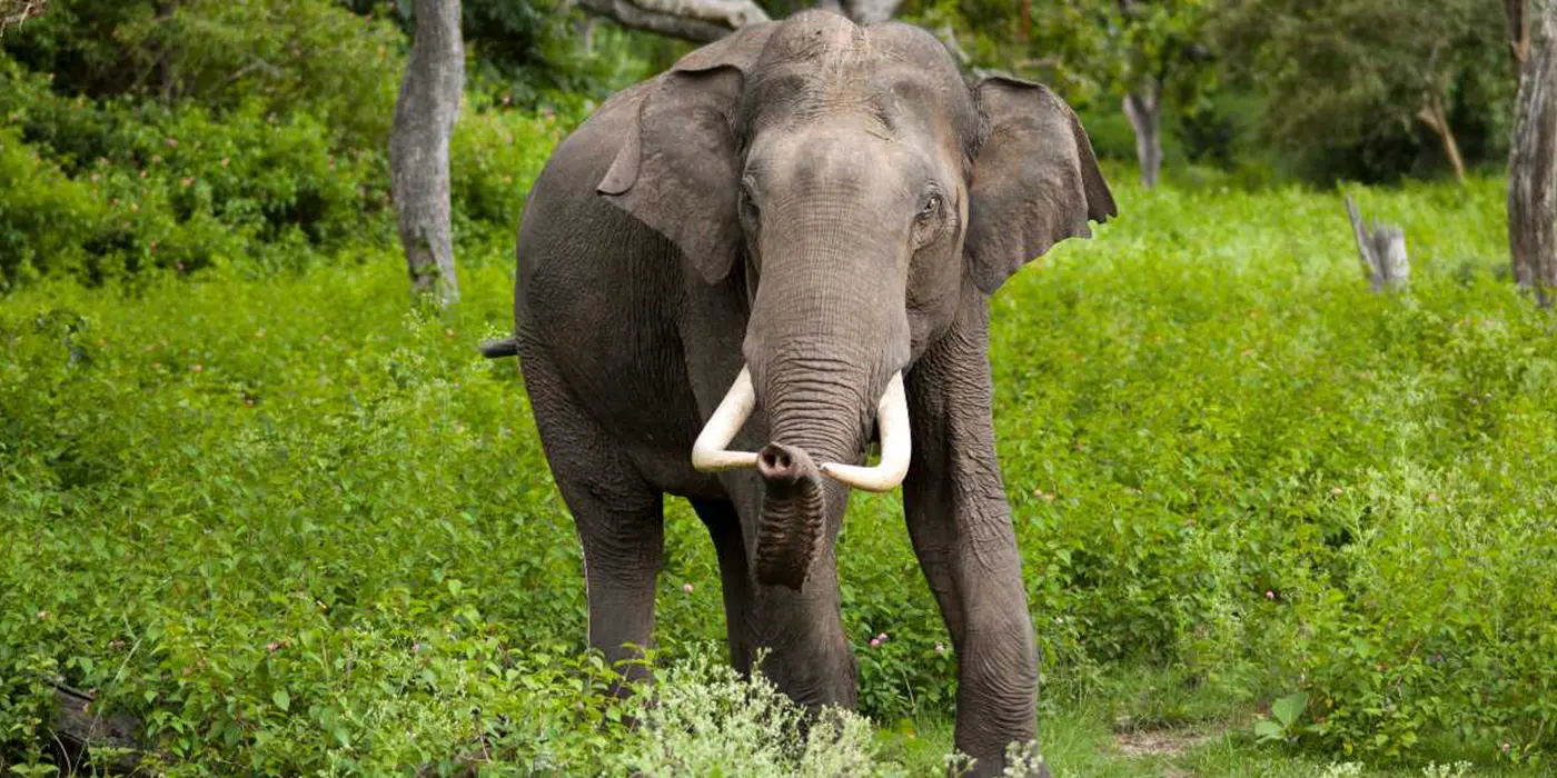Wildlife Safari in Sri Lanka in March