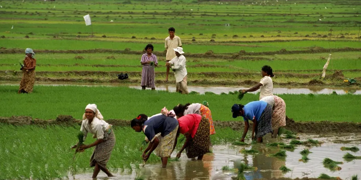 Maha Season: The Northeast Monsoon