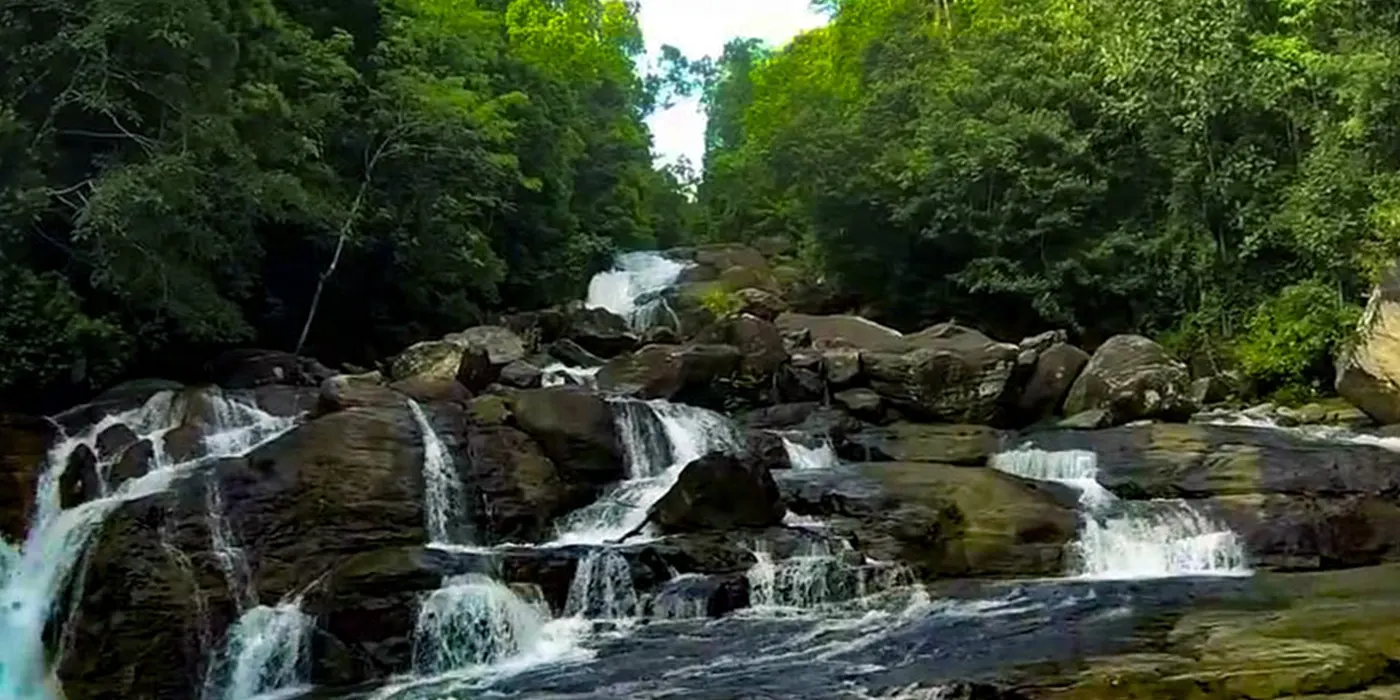 kanneliya-rain-forest-reserve Kanneliya Rain Forest Reserve