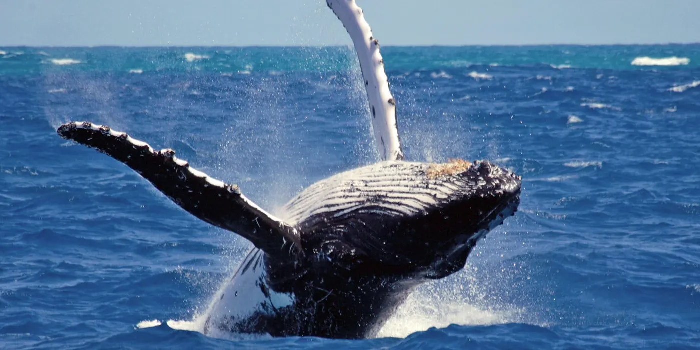 The Ultimate Guide to Whale Watching in Mirissa