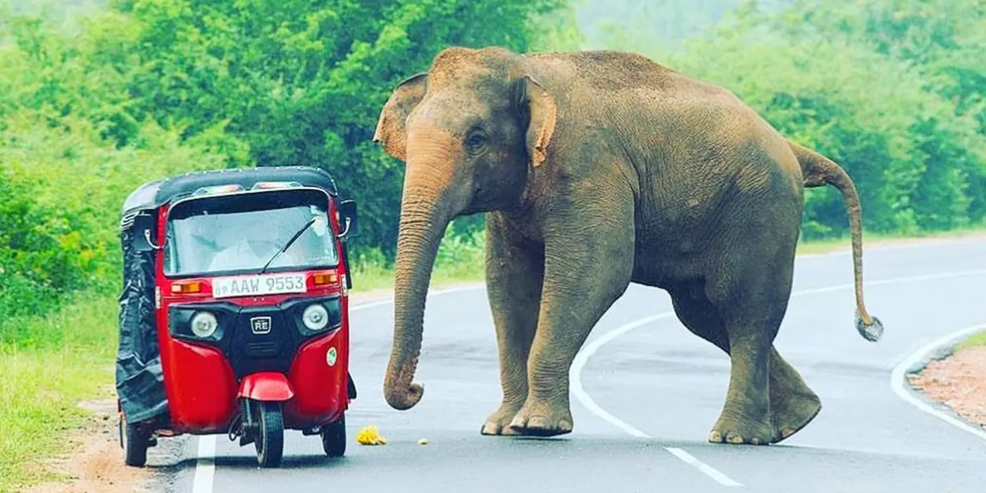 Elephant Encounter Tourist Map Sri Lanka