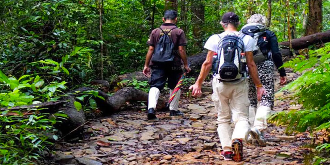 Dress Smart: Choosing the Right Attire for Your Sinharaja Adventure