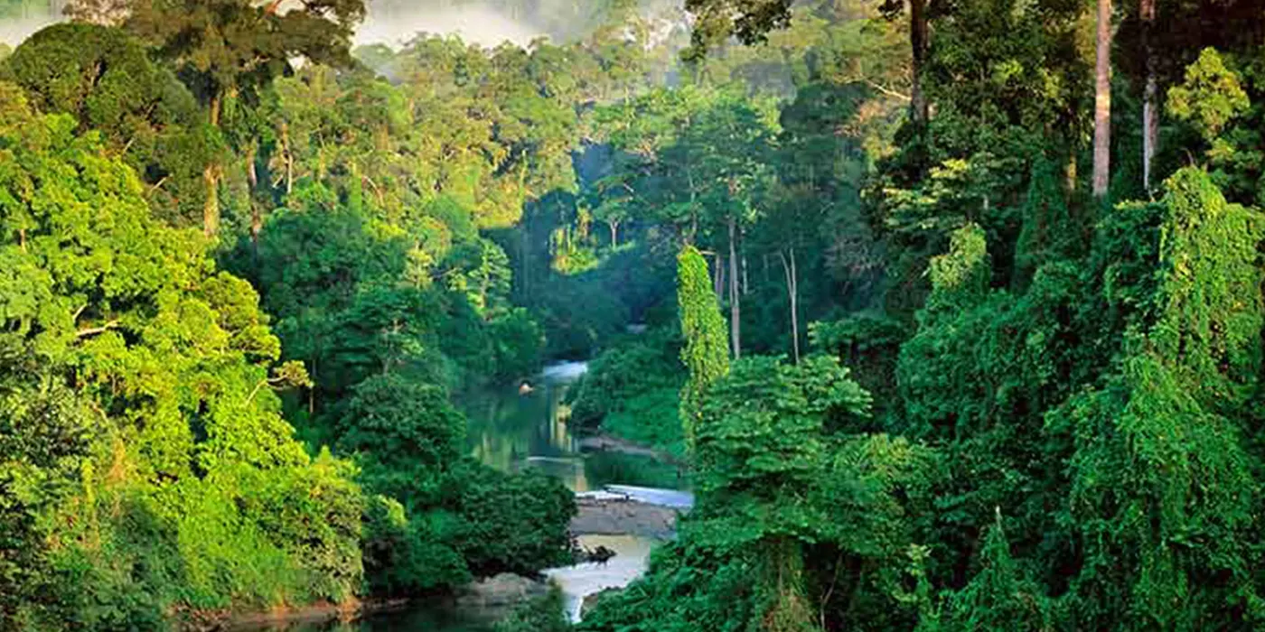 Sinharaja Forest Reserve | UNESCO Heritage Rainforest Trekking Guide