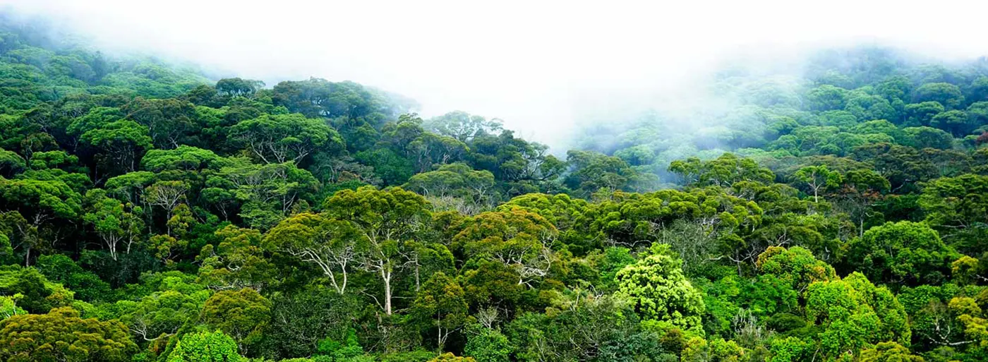 Sinharaja Forest Reserve - World Heritage Rainforest