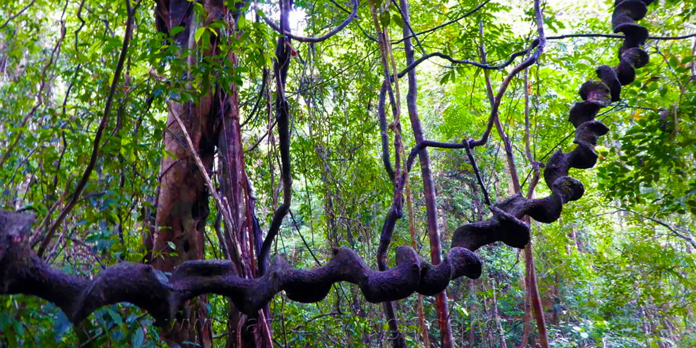 Flora in Sinharaja Rainforest