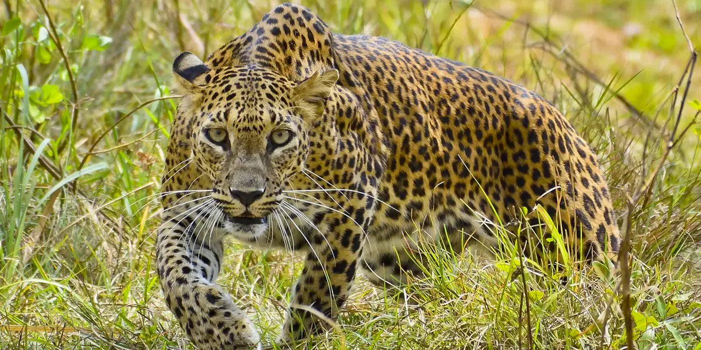 Leopard in Yala Safari
