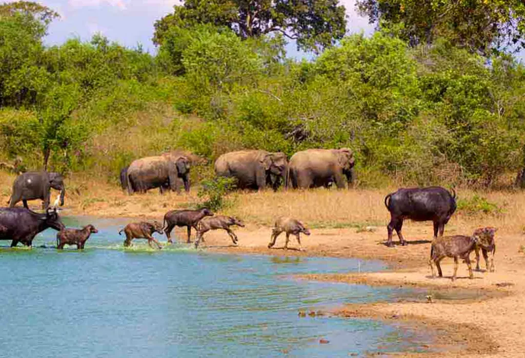 Lanka Tour Experts: Best Travel Agency in Sri Lanka 2 Udawalawe Safari Day Tour from Galle