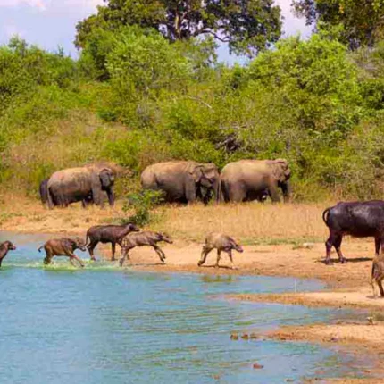 Udawalawe Safari Day Tour from Galle