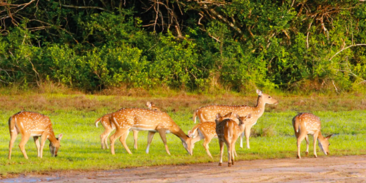 deer-in-wilpattu Deer's in Wilpattu National Park