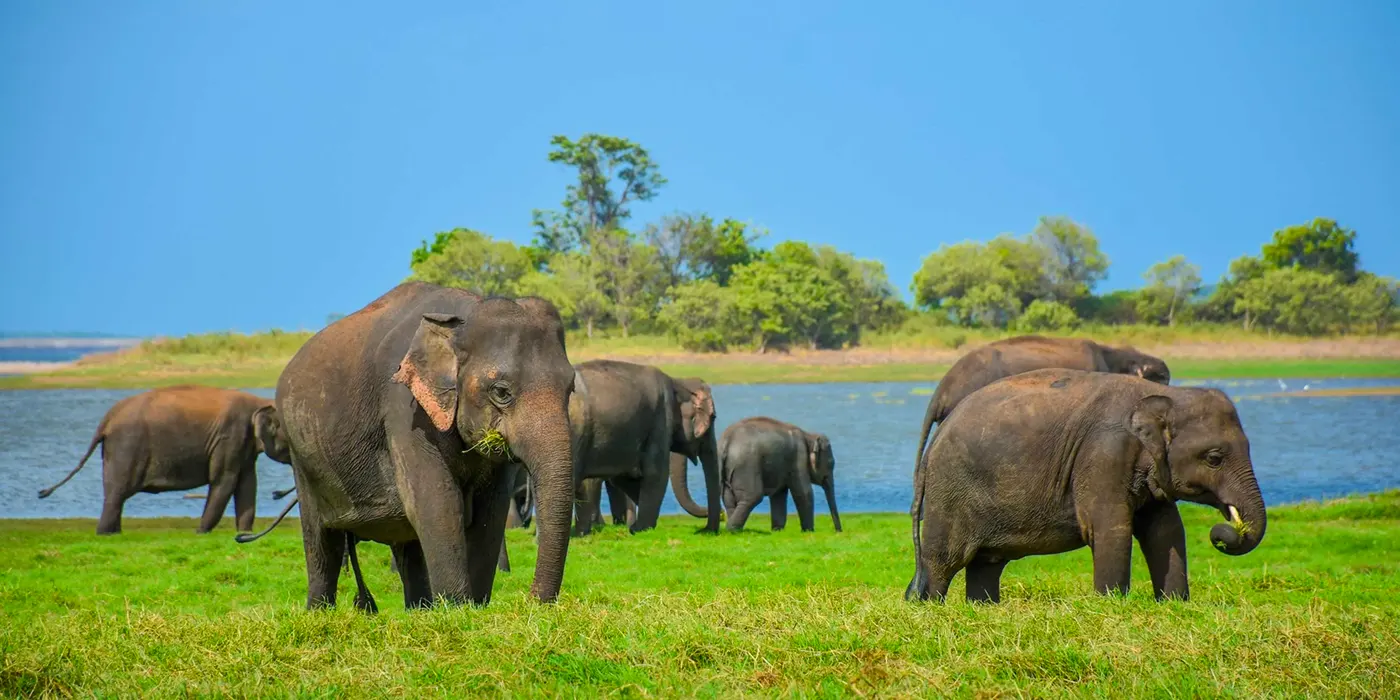 elephants-in-wilpattu--park Elephants in Wilpattu National Park