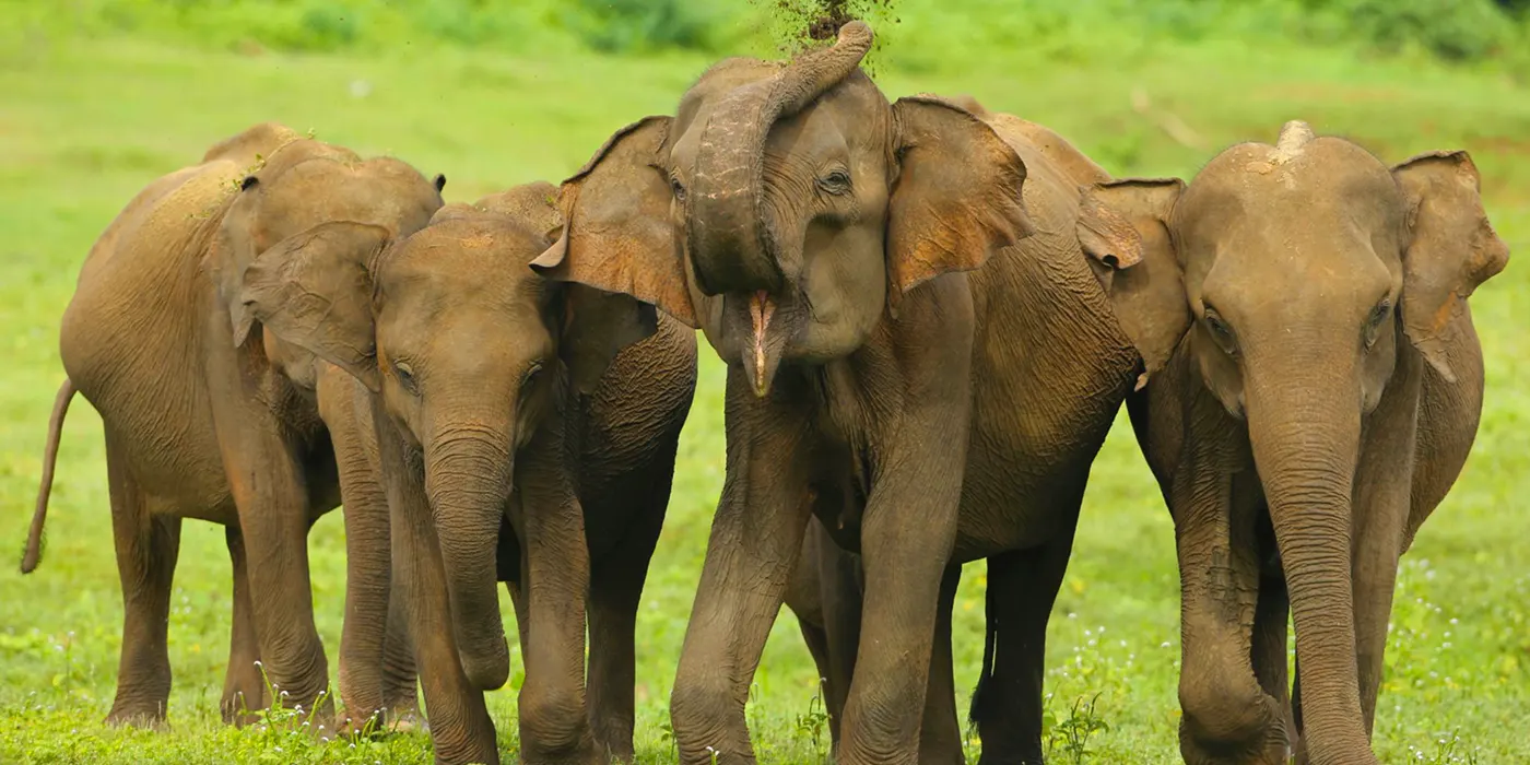 Elephants-in-Udawalawe Udawalawe Elephant Transit Home: A Must-Visit Destination in Sri Lanka