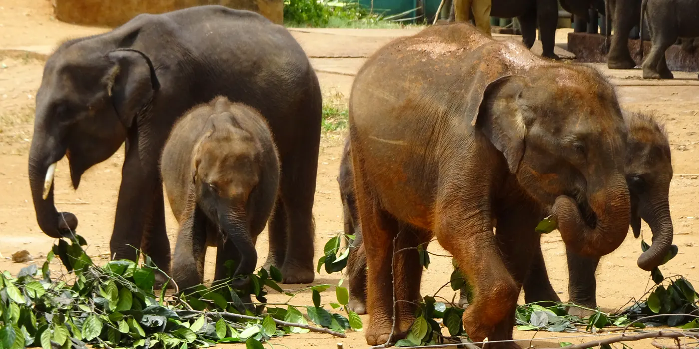 Udawalawe-Elephant-Transit-Home-Elephant-Feeding Udawalawe Elephant Transit Home Elephant Feeding
