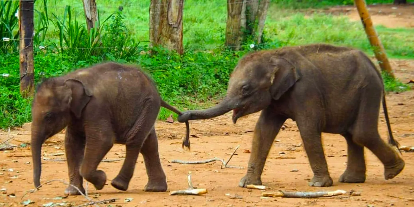 Udawalawe Elephant Transit Home: A Must-Visit Destination in Sri Lanka