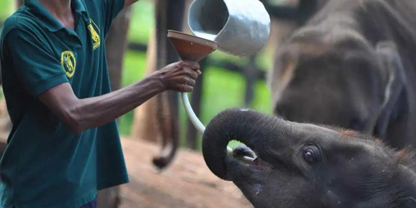 udawalawe-elephant-transit-home-feeding udawalawe elephant transit home feeding