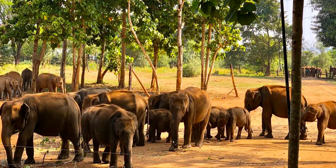 udawalawe-elephant-transit-home Udawalawe Elephant Transit Home: A Must-Visit Destination in Sri Lanka