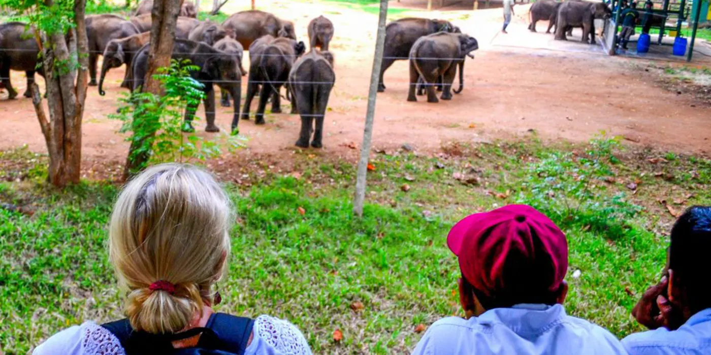 visit-udawalawe-elephant-transit-home Visit Udawalawe Elephant Transit Home: A Must-Visit Destination in Sri Lanka
