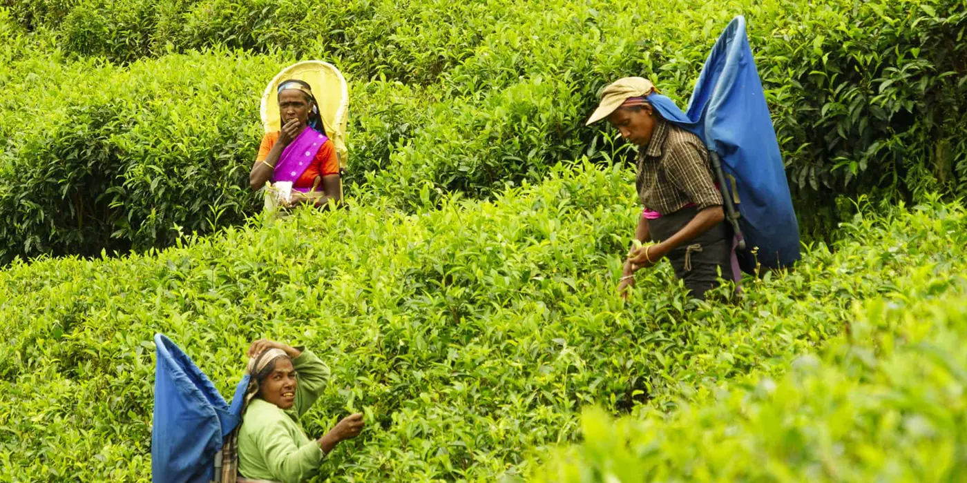Nuwara-eliya-tea Nuwara Eliya Tea