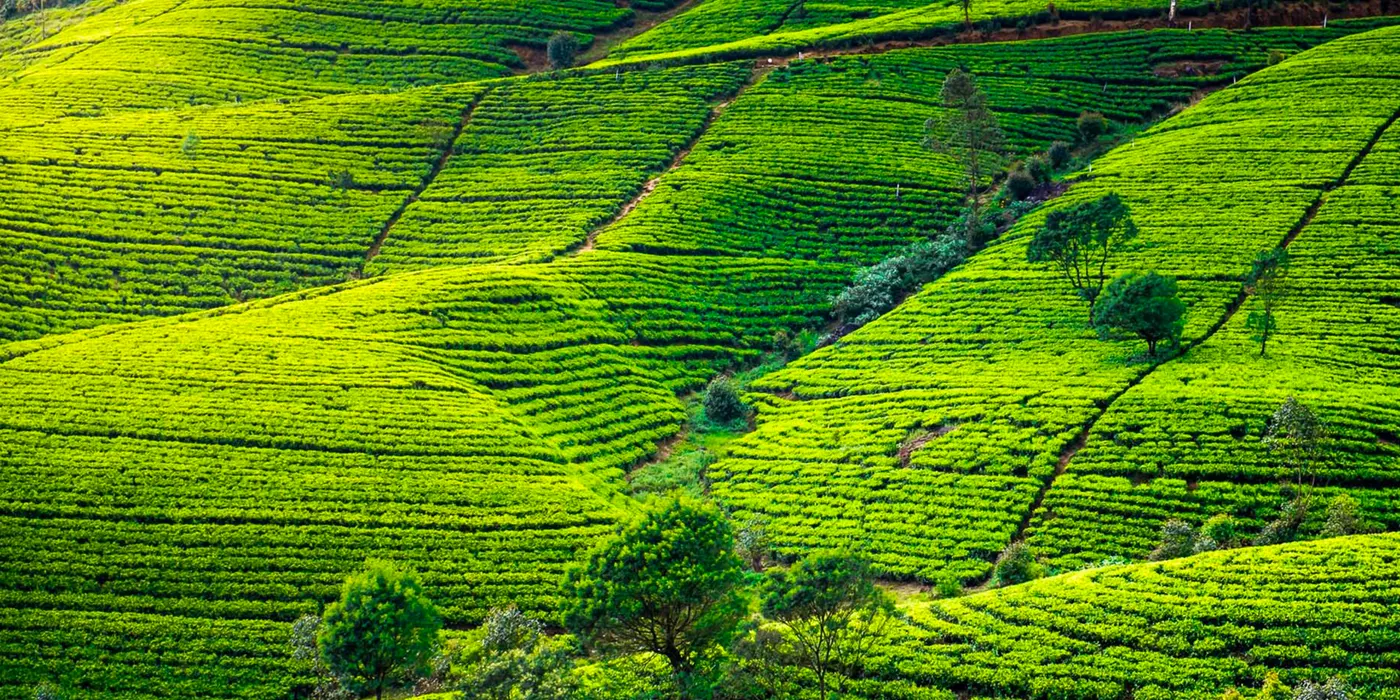 tea-palntation-in-sri-lanka Tea Plantation in Sri Lanka